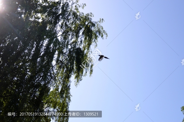 柳樹,喜鵲,陽(yáng)光