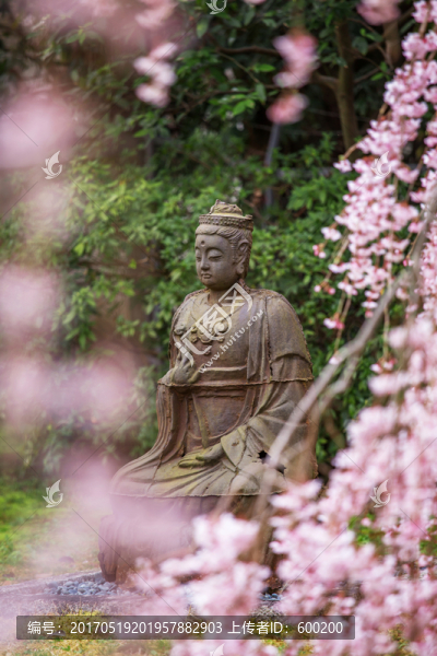 日本京都醍醐寺佛像前的櫻花