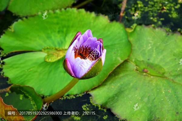 蜜蜂在蓮花上