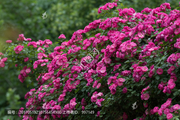 薔薇花