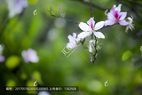 紫荊花