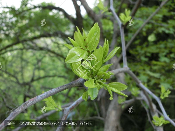 棗樹,棗樹芽