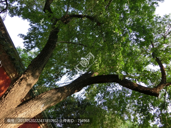 榆樹,樹枝