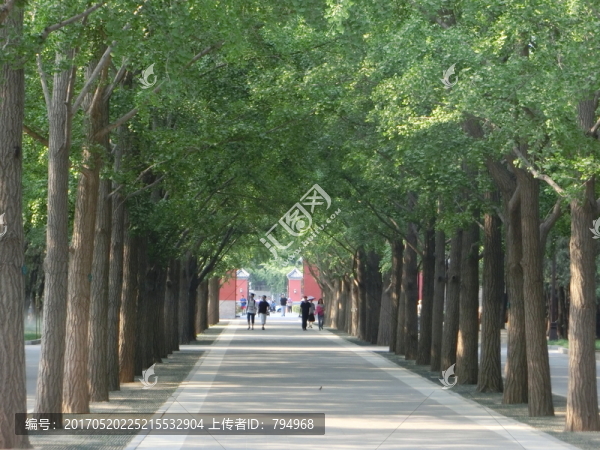 地壇公園,林蔭道