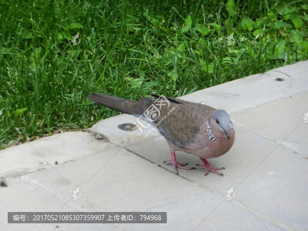 斑鳩