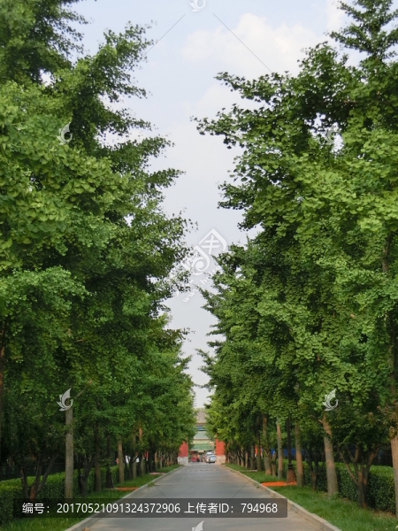 地壇,林蔭道