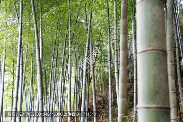 竹子,竹節(jié)