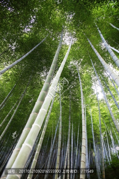 挺拔翠竹,竹林