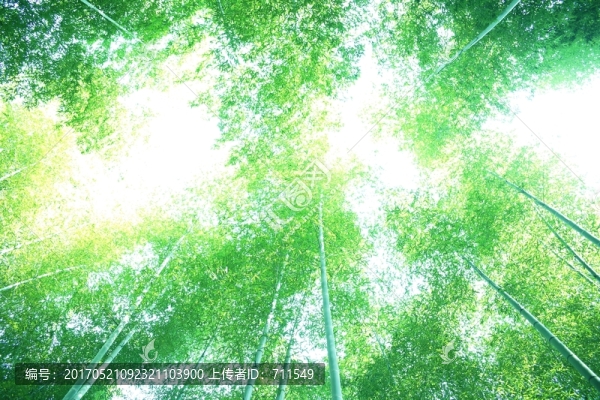 竹林,竹子