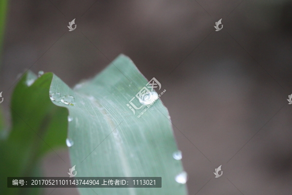 玉米葉子上的露珠