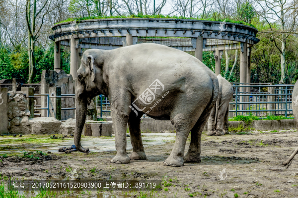 大象高清,動物園,觀賞動物,保