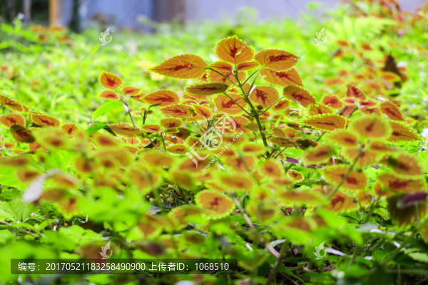 樂(lè)東,雨林谷,花草3