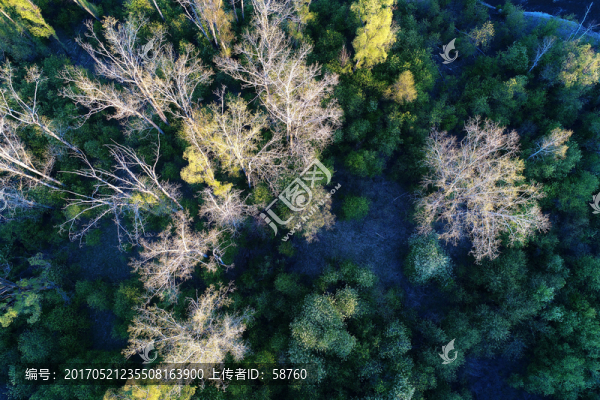 樹林風(fēng)景,航拍