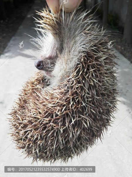 刺猬