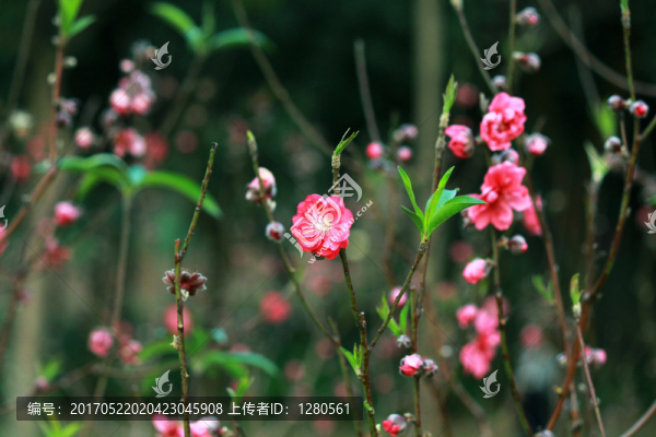 桃花