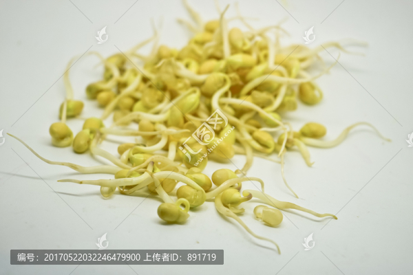 黃豆芽,高清大圖