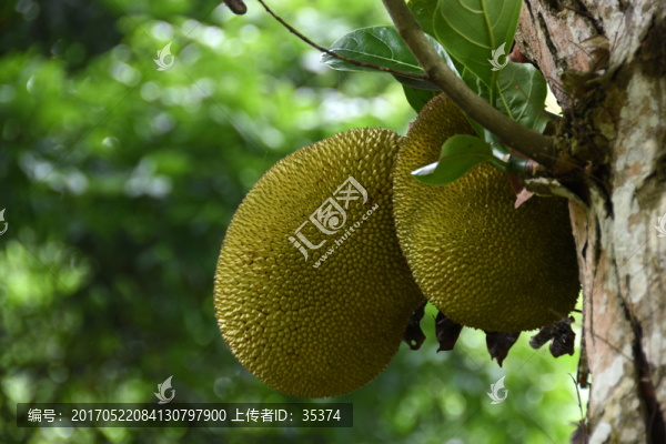 木菠蘿