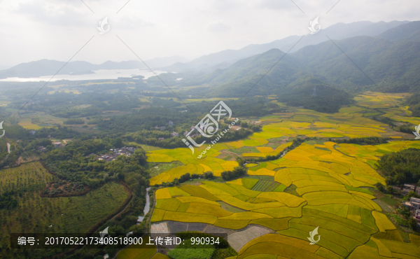 山村秋色,稻田,秋色
