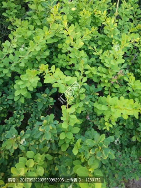 植物墻,背景墻,綠植墻