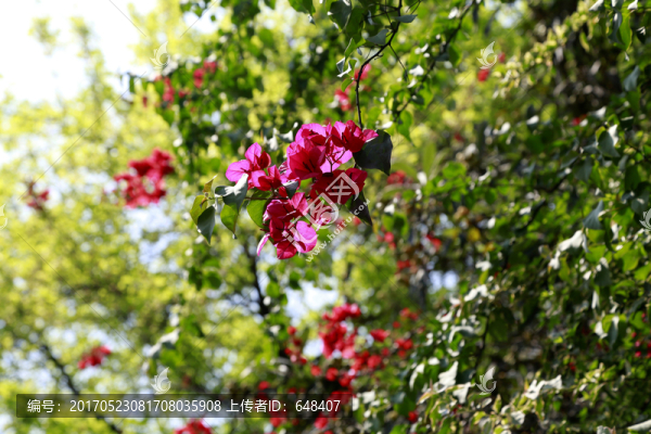 三角梅,花,綠植,花卉,市政