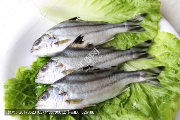 班豬魚