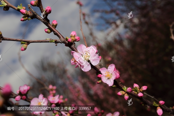梅花