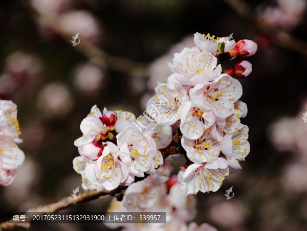 梅花
