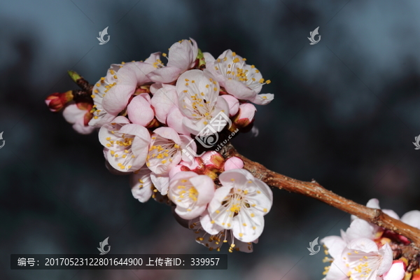 梅花