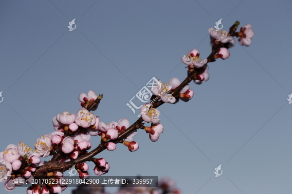 梅花