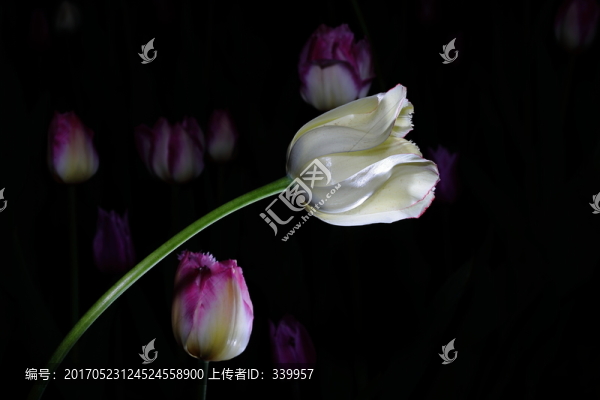 郁金香
