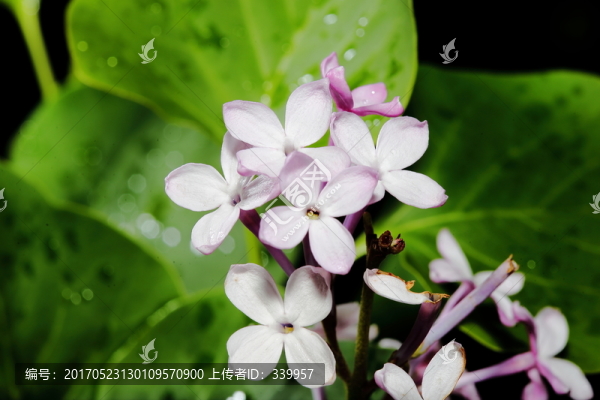 丁香花