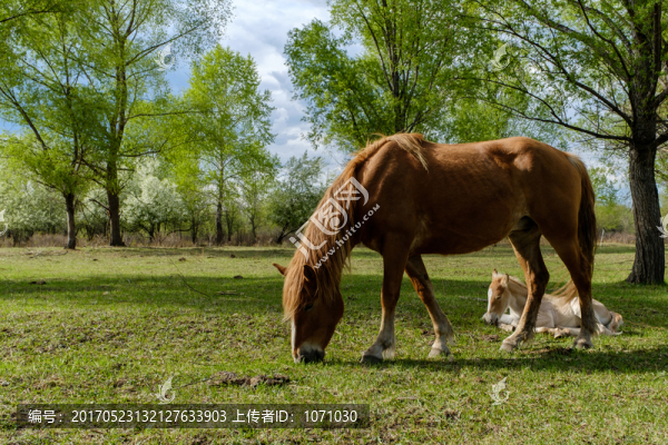 樹林里馬和小馬駒