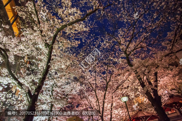 日本白川櫻花夜櫻綻放盛景