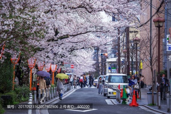 日本京都街道旁盛放的櫻花樹(shù)