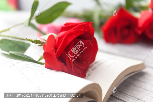 紅玫瑰書