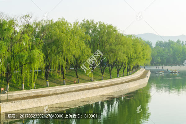 湖畔綠柳