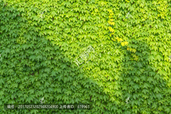 爬山虎墻壁