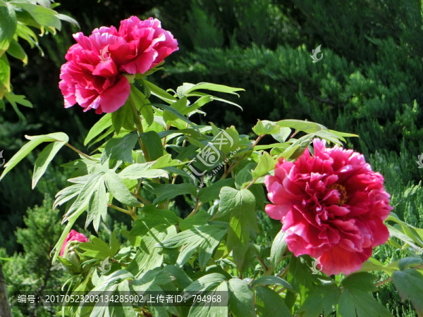 牡丹花