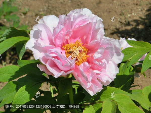 牡丹花
