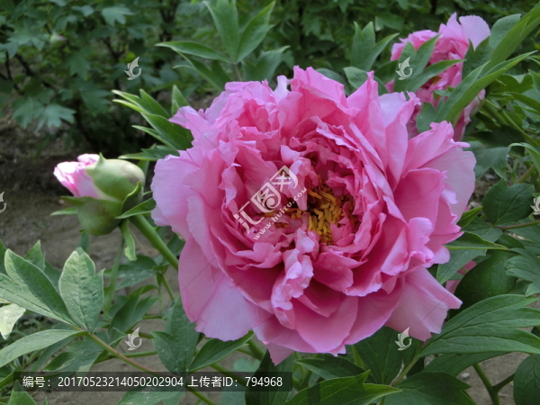 牡丹花