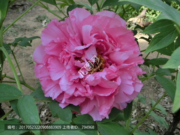 牡丹花