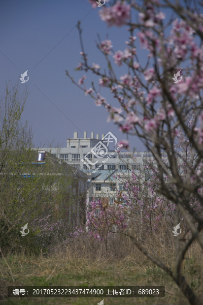桃花