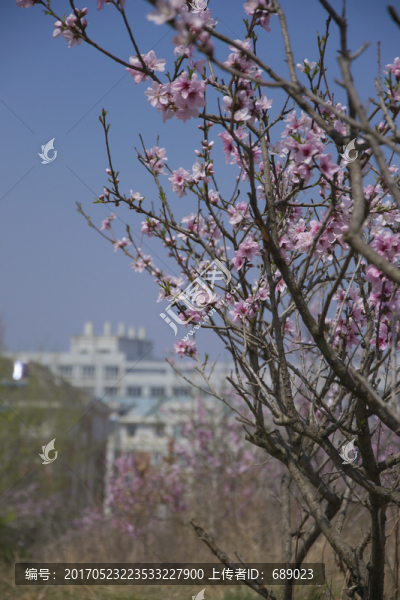 桃花園