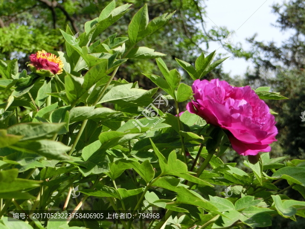 牡丹花