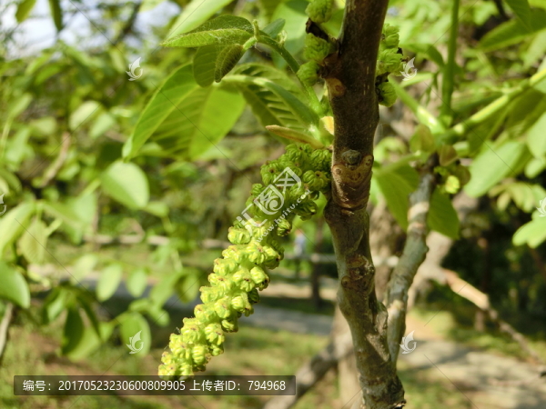 核桃樹,核桃花