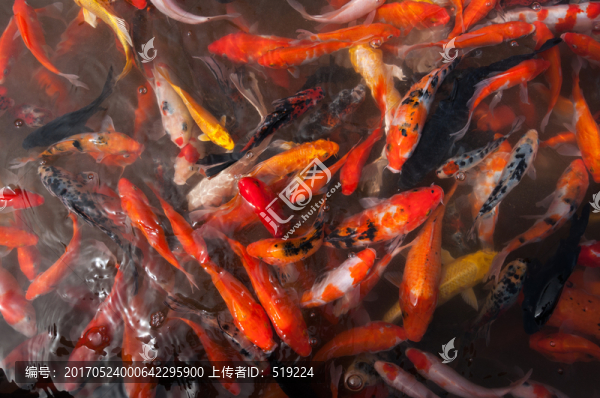 錦鯉