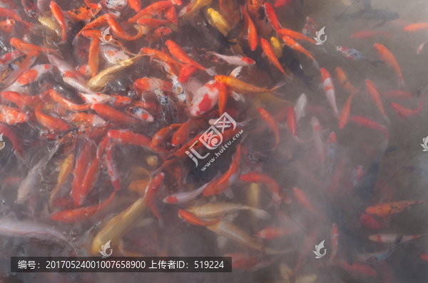 錦鯉