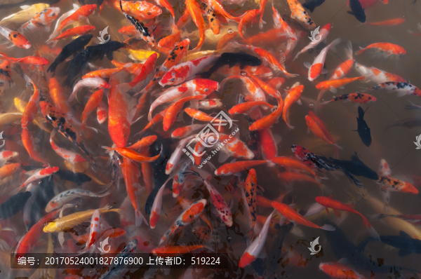 錦鯉
