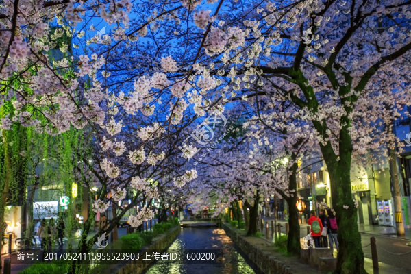 日本京都高瀨川夜櫻