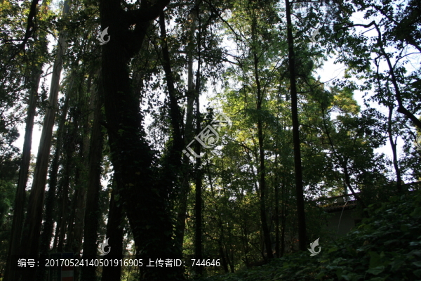 樹木